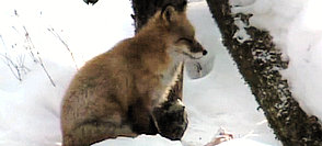 拯救西伯利亞虎