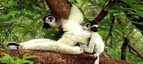 第六次物種滅絕